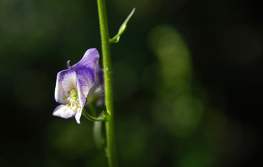 Columbian Monkshood - Aconitum columbianum