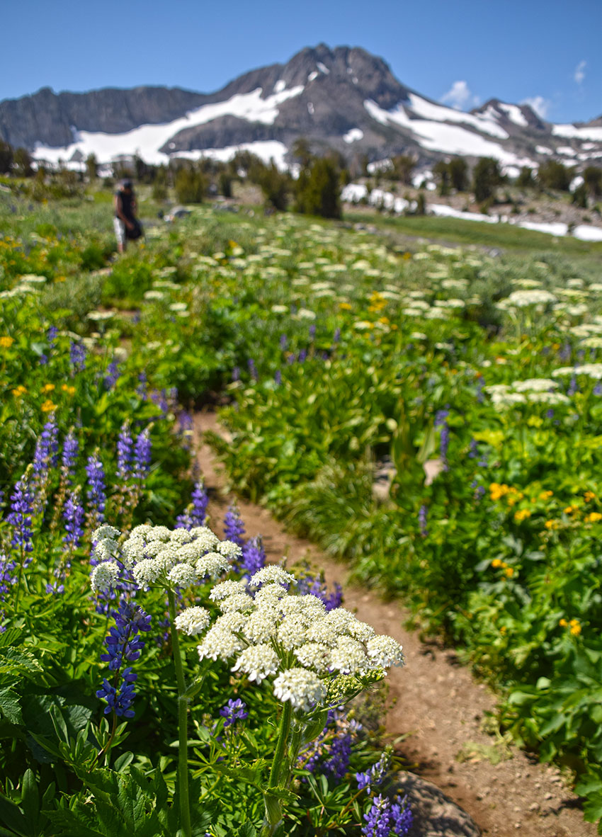 Sierra Nevada wildflowers on the hiking trail to Winnemucca Lake.