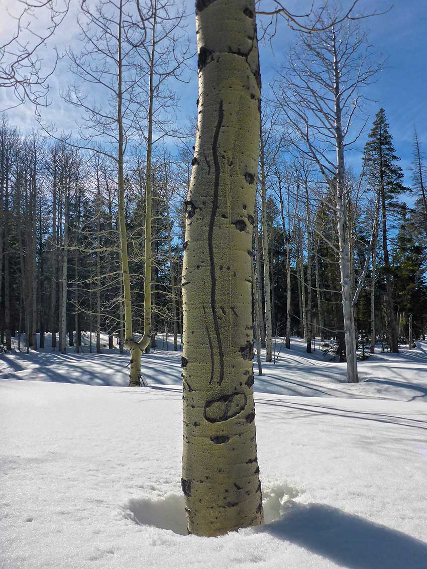 Copyright © 2019 Jared Manninen