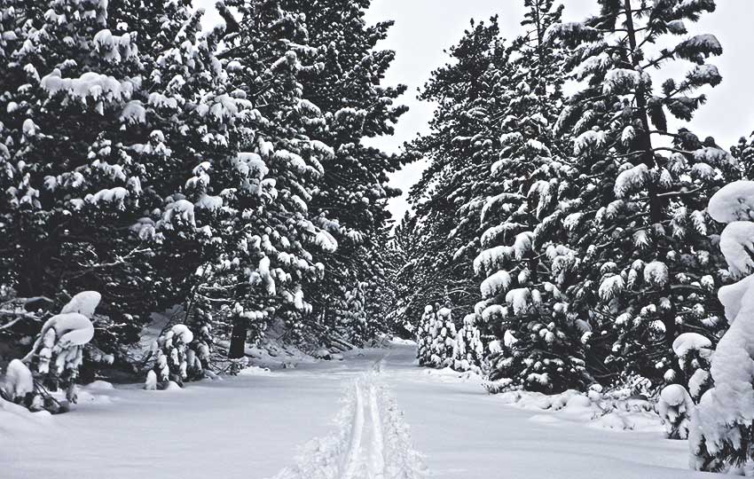 Snow-flocked trees and cross-country ski tracks near Hope Valley