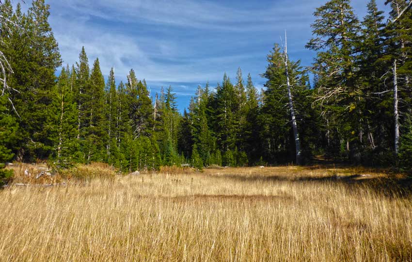 Meadow along the Tahoe Rim Trail, near Echo Summit