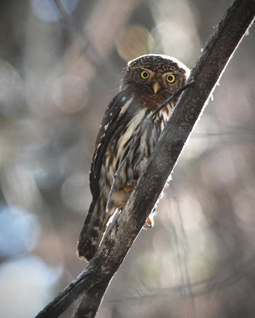 Northern Pygmy-Owl perched on a tree branch staring at the camera