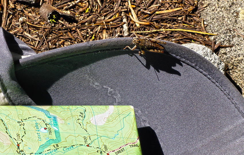 Map and a grasshopper chewing on the brim of a sun hat