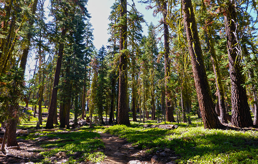 Hiking trail through a forest of Jeffrey Pine trees