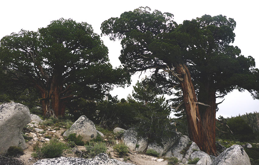 Juniper trees and hiking trail on a cloudy day