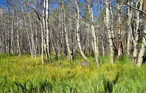 Cathedral Meadow and Aspen trees