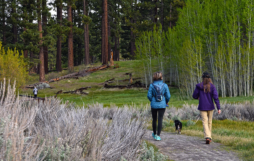 Hikers on the Lam Watah Historic Trail with a grove of Aspen trees and Jeffrey Pines