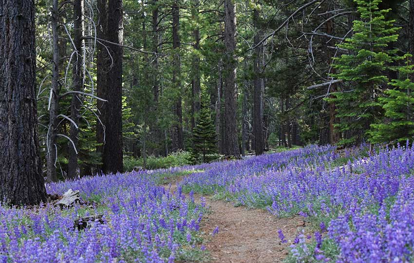 Lupine lines the hiking trail through Washoe Meadows State Park