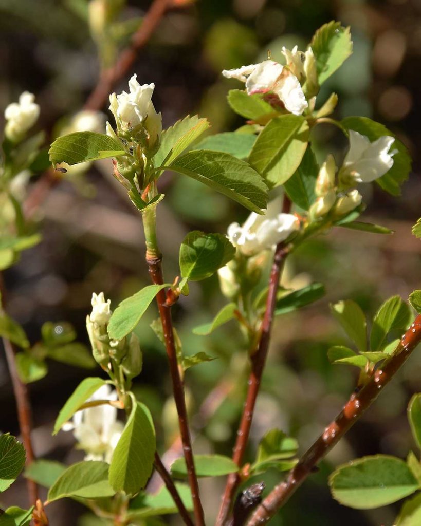 Utah Serviceberry - Amelanchier utahensis