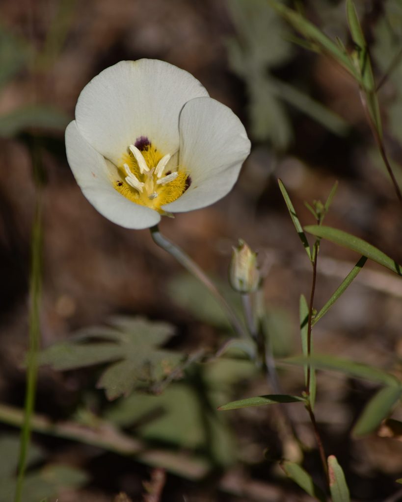 Leichtlin's Mariposa Lily - Calochortus leichtlinii