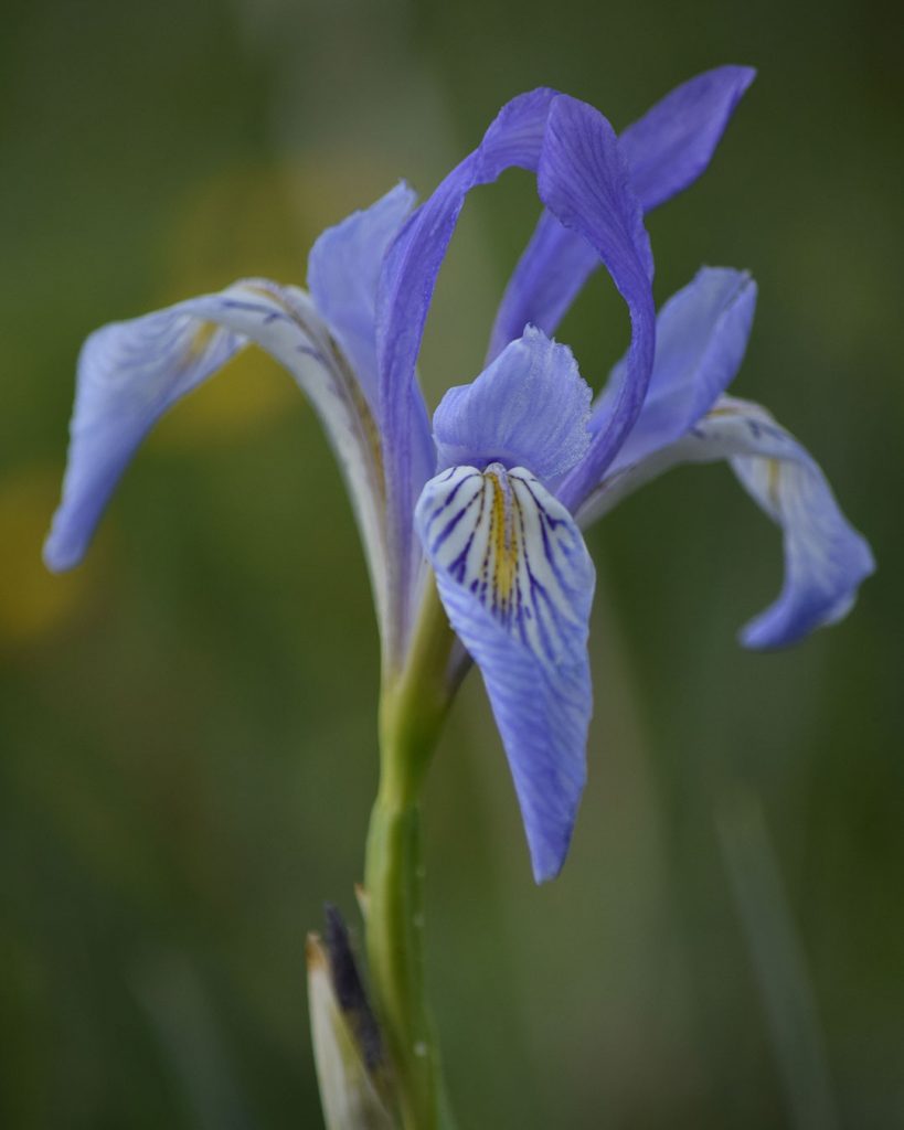 Western Blue Flag - Iris missouriensis