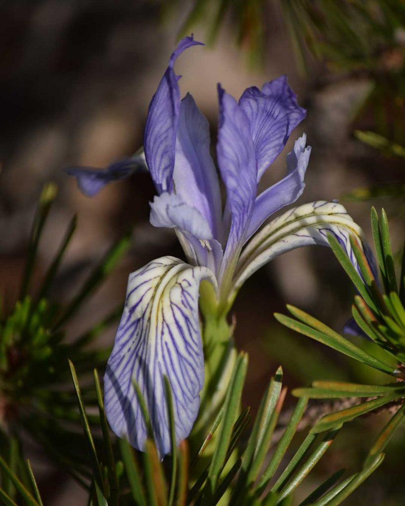 Western Blue Flag - Iris missouriensis