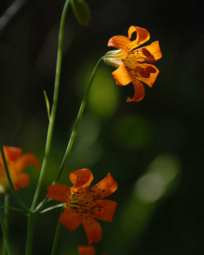 Sierra Tiger Lily aka Alpine Lily - Lilium parvum