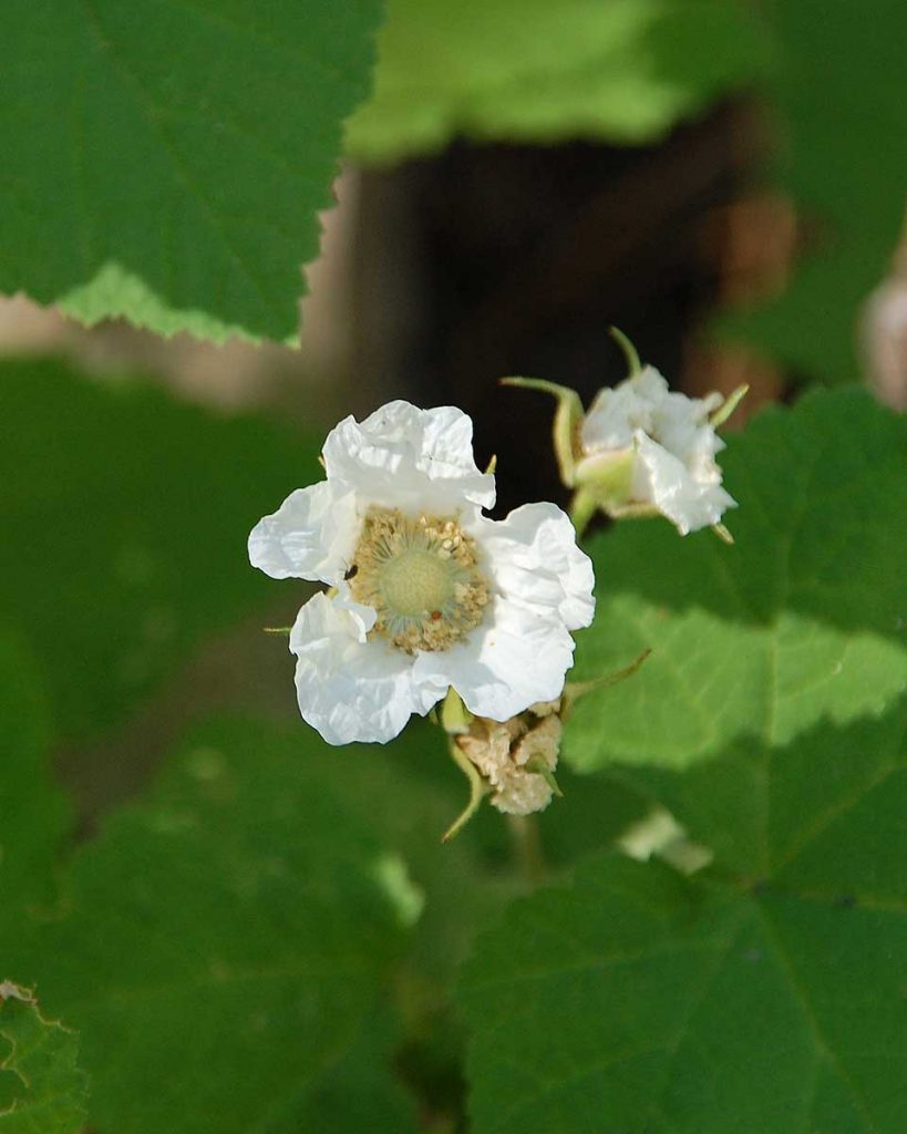 Thimbleberry - Rubus parviflorus