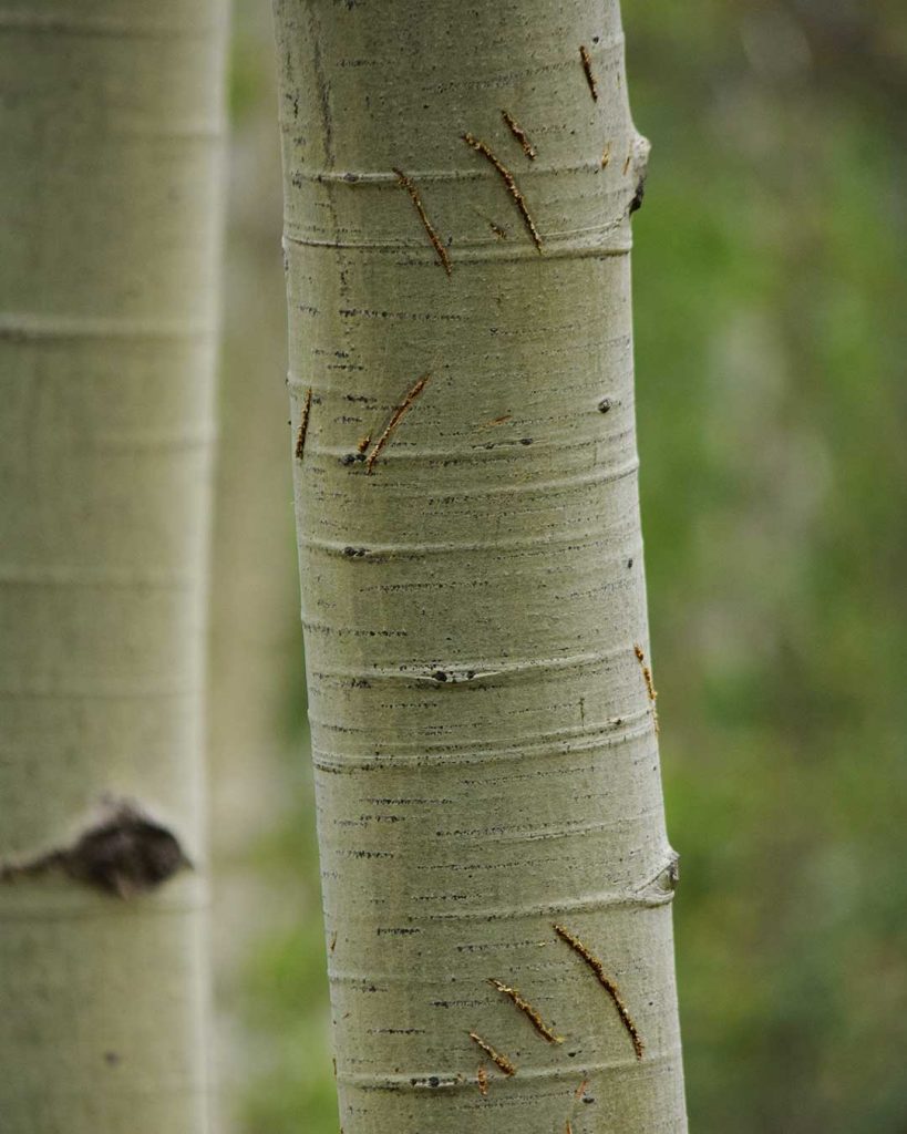 Bear claw scratch mark on an Aspen tree at Cathedral Meadow