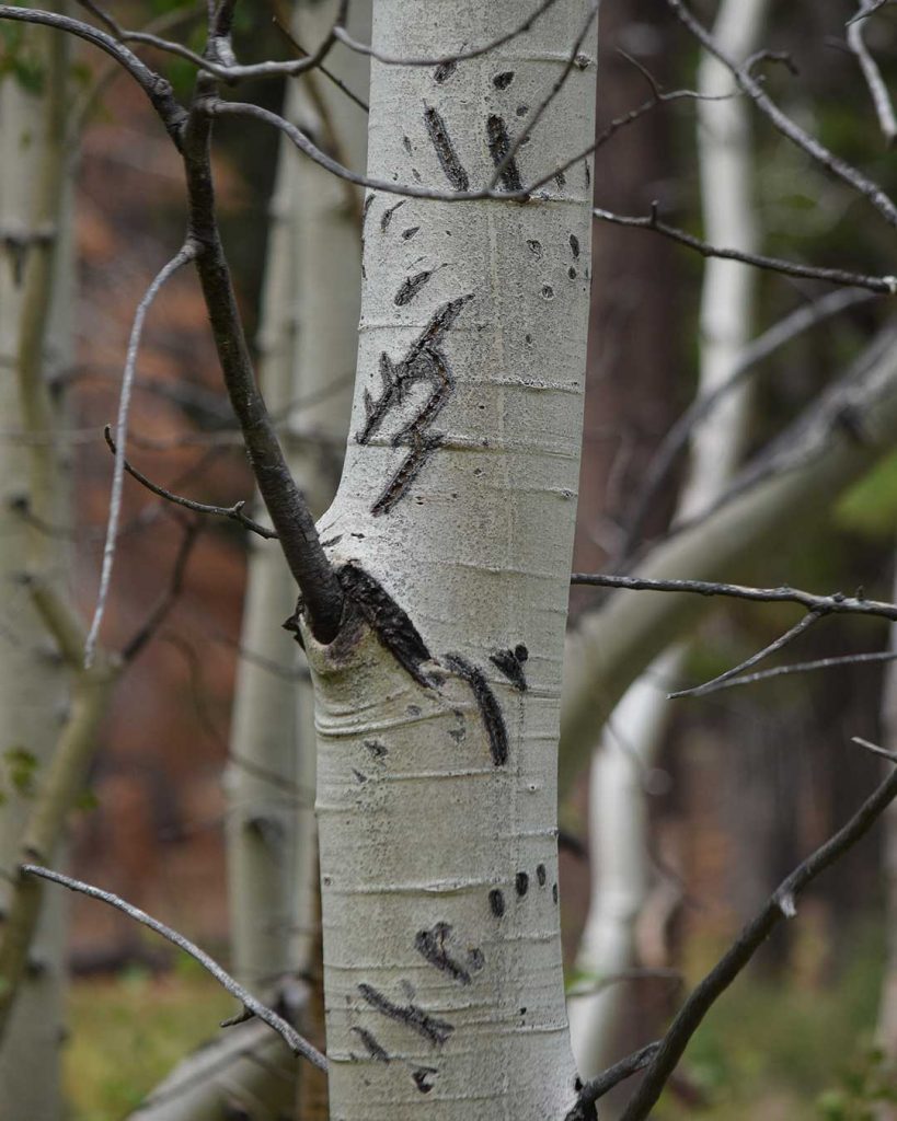 Bear claw scratch mark on an Aspen tree at Cathedral Meadow