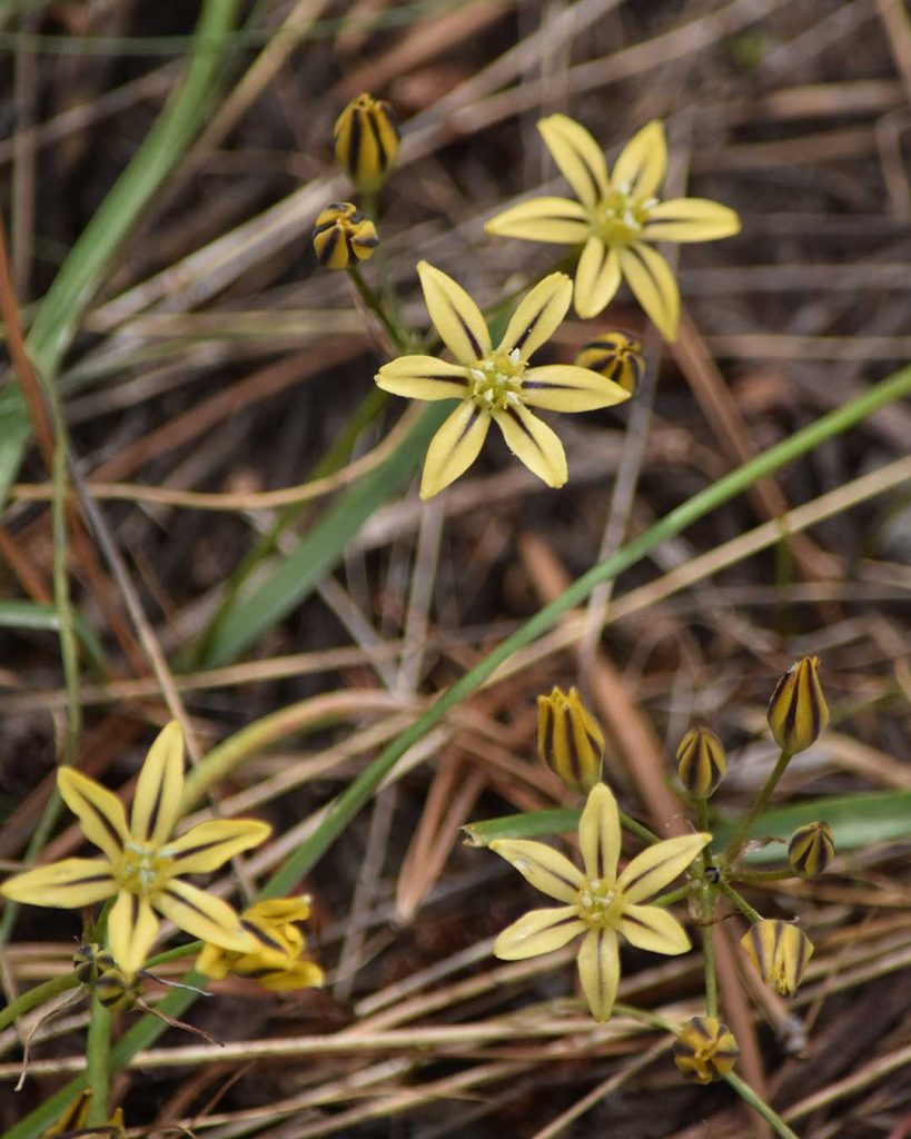 Mountain Pretty Face - Triteleia ixioides ssp. anilina