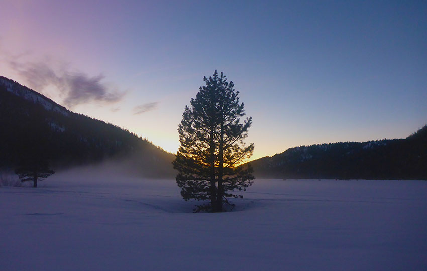 Purple skies and snow with a silhouetted tree