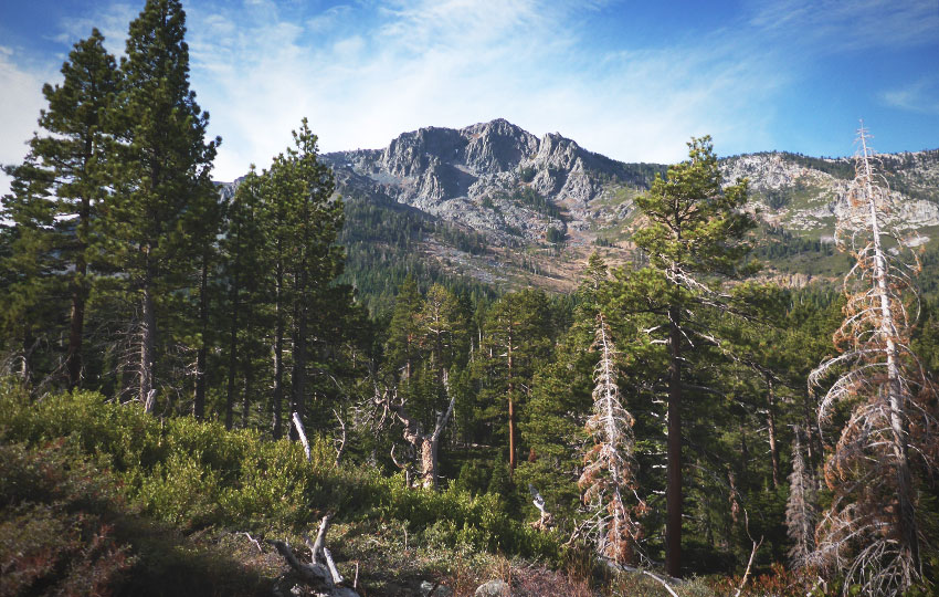 Mount Tallac in the distance with trees in the foreground