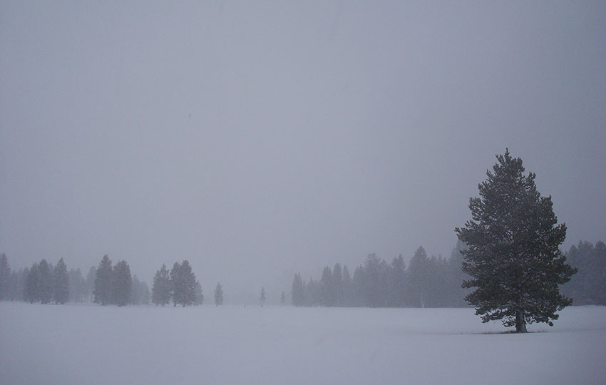A snowy meadow with trees and overcast skies