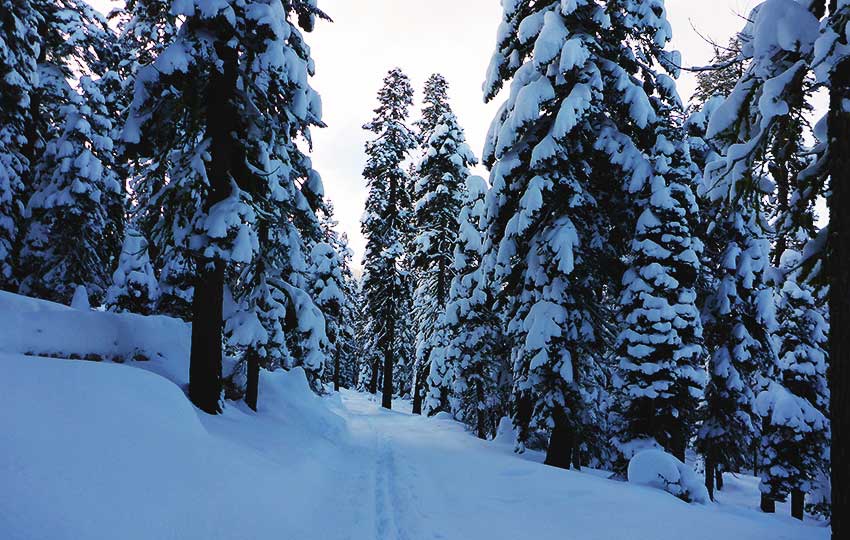 Cross-country skiing through snow-flocked forest