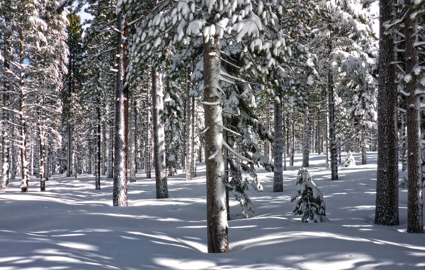 Pine trees covered with snow on a sunny day