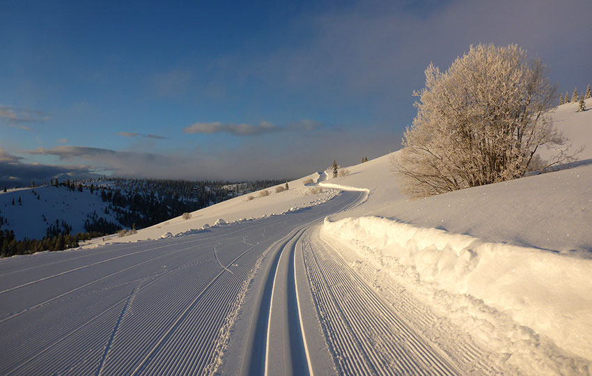 Groomed cross-country trails in the morning light