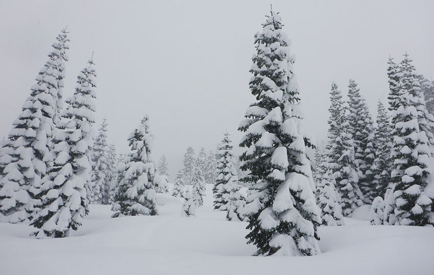 Snow-flocked trees in a snowstorm on a mountainside