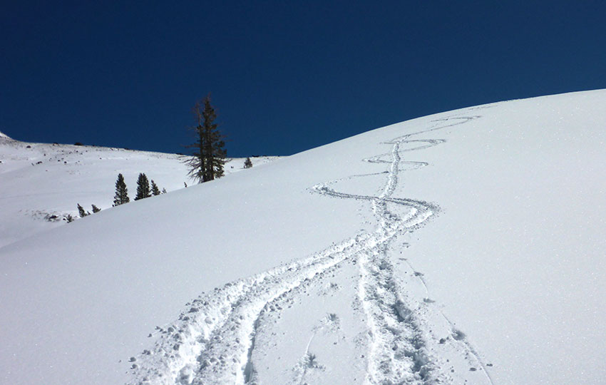 Ski tracks on a snowy mountain