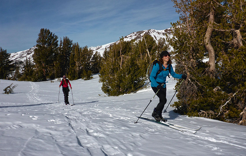 Cross-country skiers traveling along the Pacific Crest Trail past trees