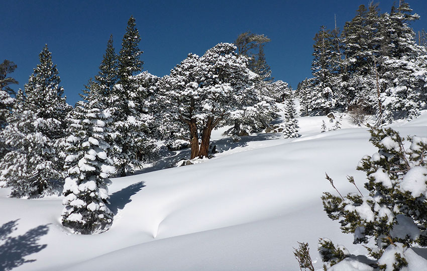 Snow-flocked trees and bluebird skies in the mountains