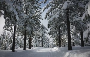 Snow-flocked trees along a groomed cross-country ski trail