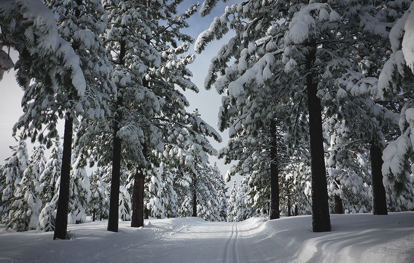 Wm Vertex HZ First Snow - Track 'N Trail