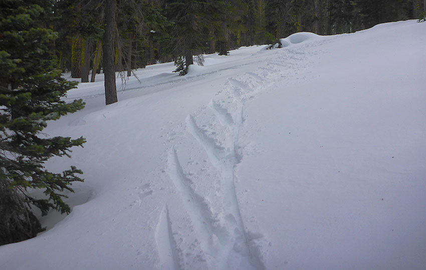 Half-herringbone pattern made by a cross-country skier hiking uphill