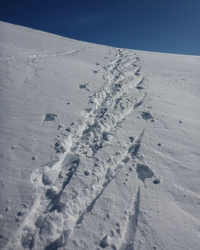 Half-herringbone pattern left in the snow while cross-country skiing