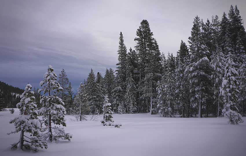 Snow-flocked trees and overcast sky