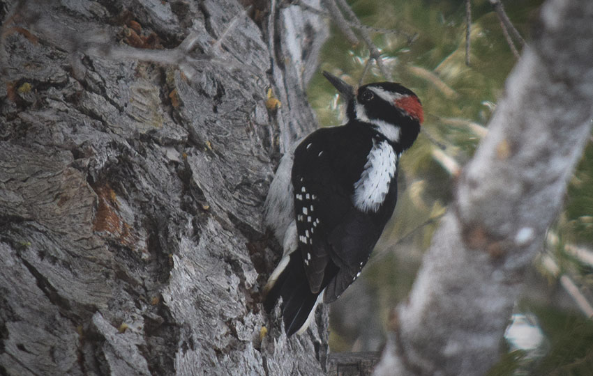 Woodpecker in a Fir Tree