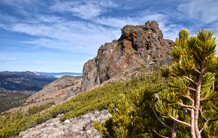 Whitebark Pine and volcanic rock with blue skies and lake