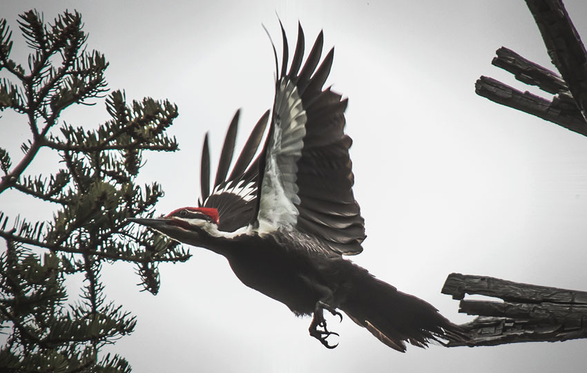 Pileated Woodpecker flying out of a tree