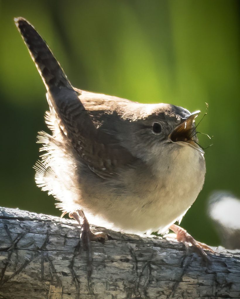 House Wren eating an insect
