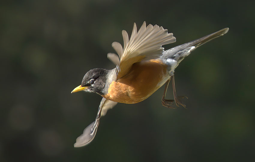 American Robin in flight