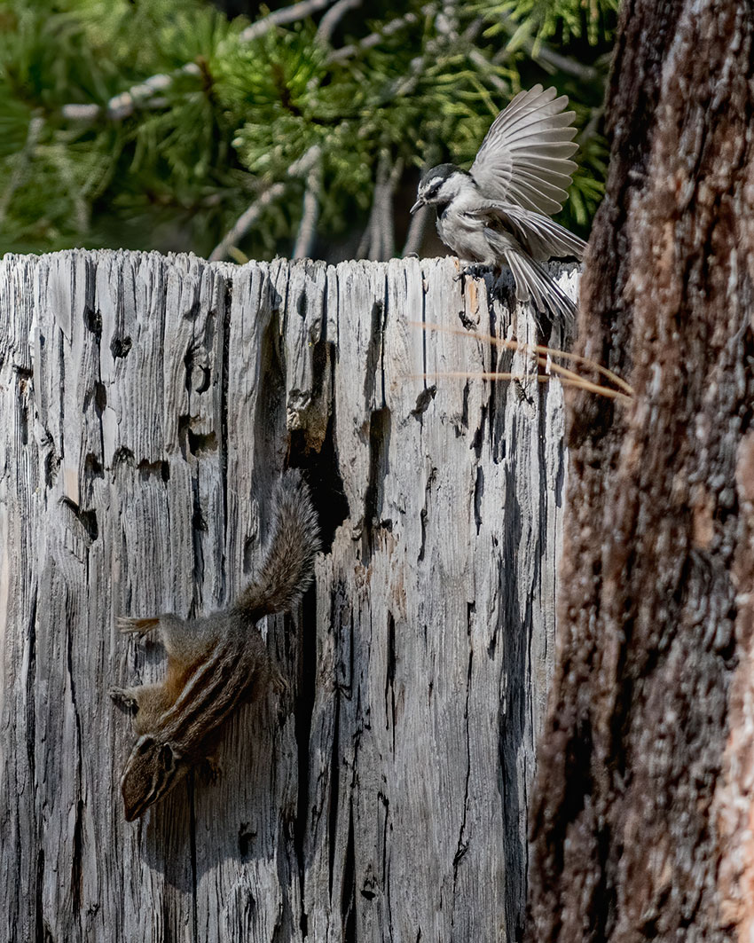 Mountain Chickadee vainly attempting to guard its nest from a Lodgepole Chipmunk