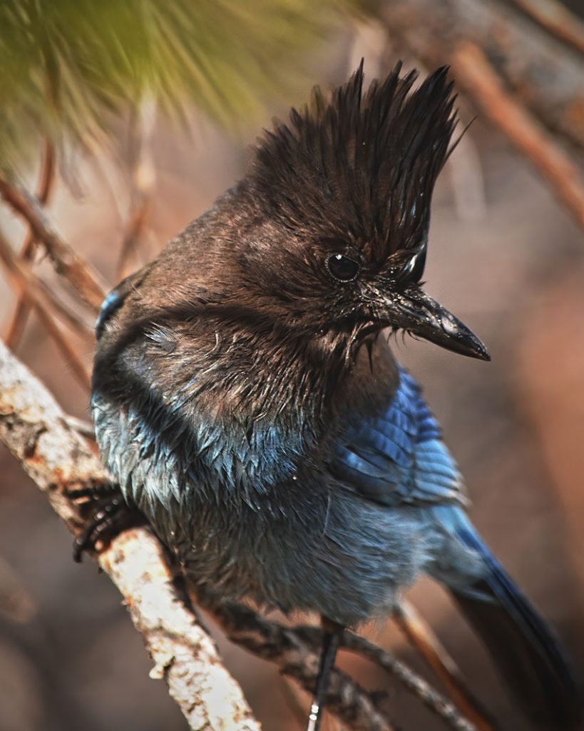 Steller's Jay on a branch