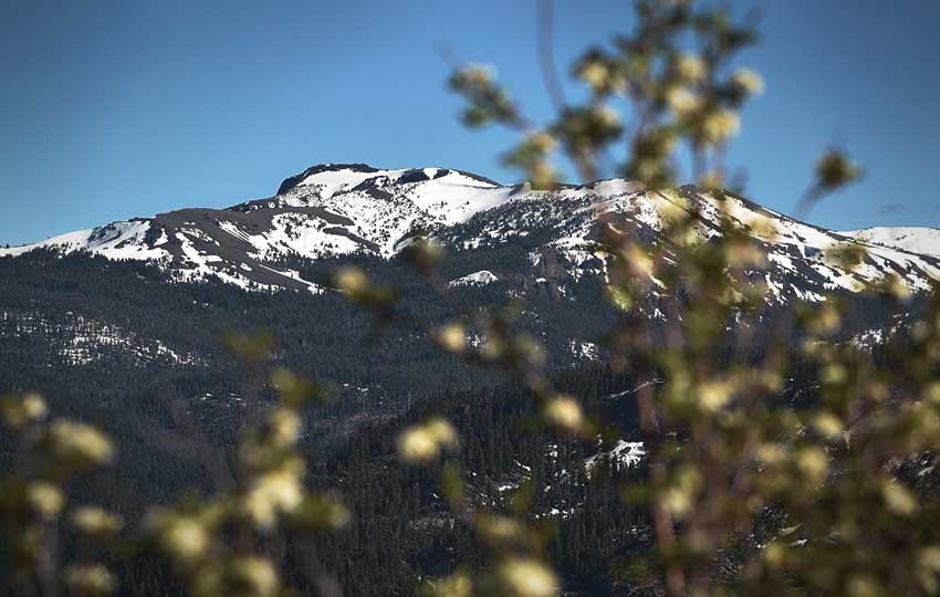 Mountains with snow and shrubs in the foreground