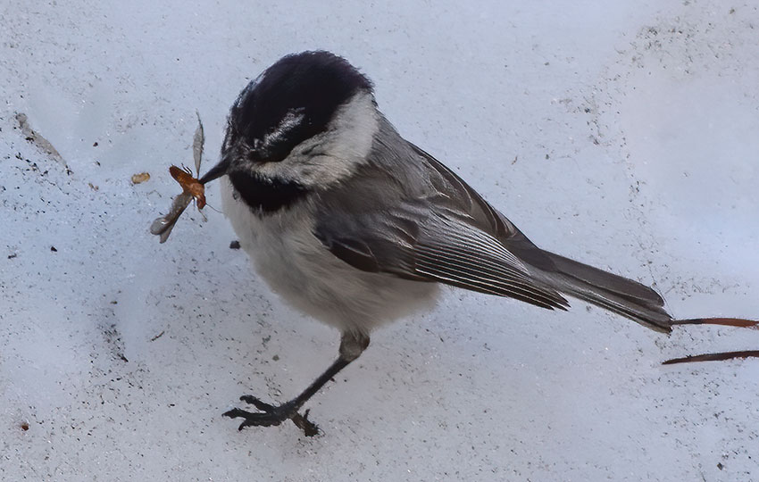 Mountain Chickadee with a large bug in its beak