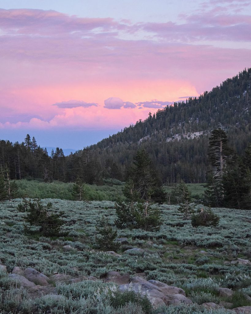 Pastel colored sunset and green bushes and trees