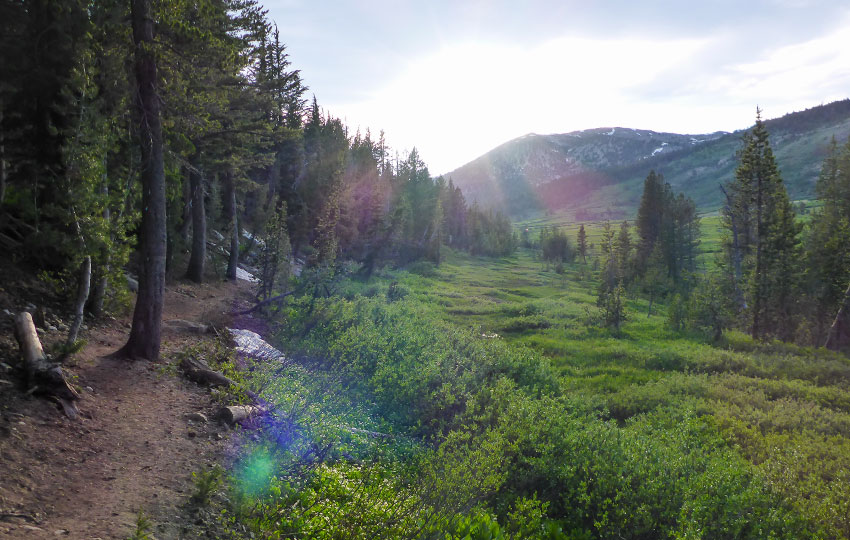 Hiking trail between a forest and meadow