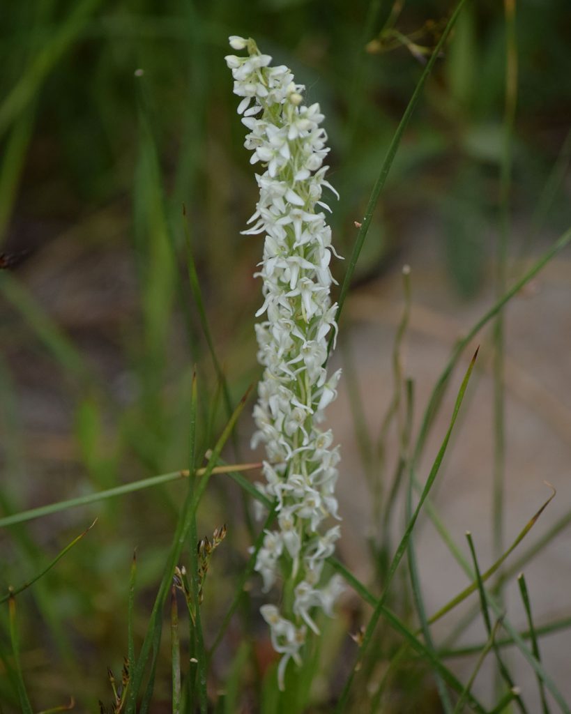 Sierra Bog Orchid - Platanthera dilatata var. leucostachys