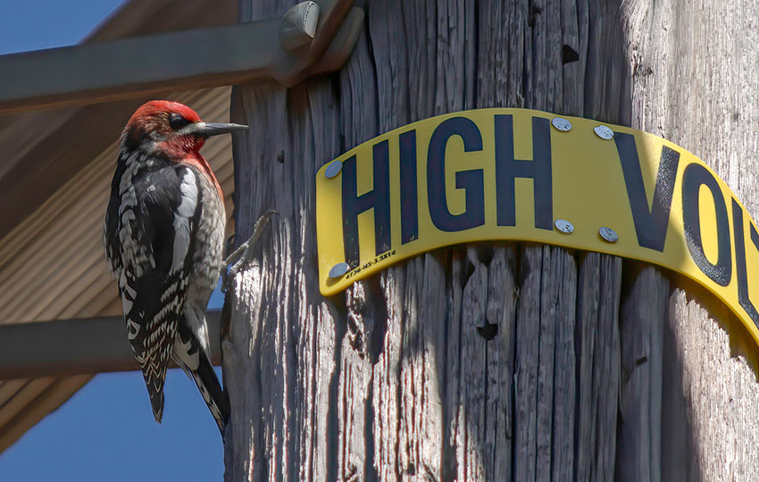 Woodpecker on the side of a power line pole