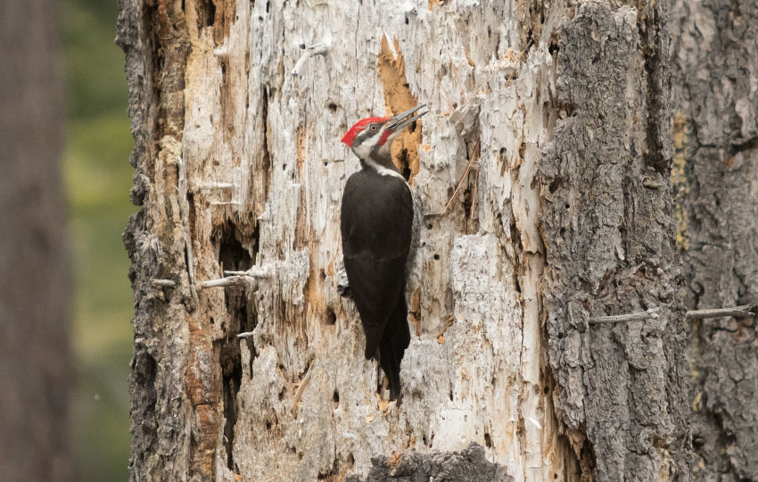 Woodpecker on the side of a dead tree stump